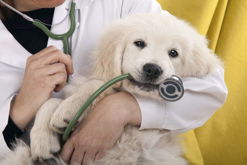 Village West Veterinary Offers Mobile Vet Service In Chicago